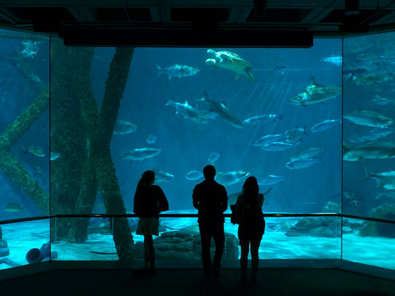 wp-content/uploads/guide-to-the-new-orleans-aquarium.jpg