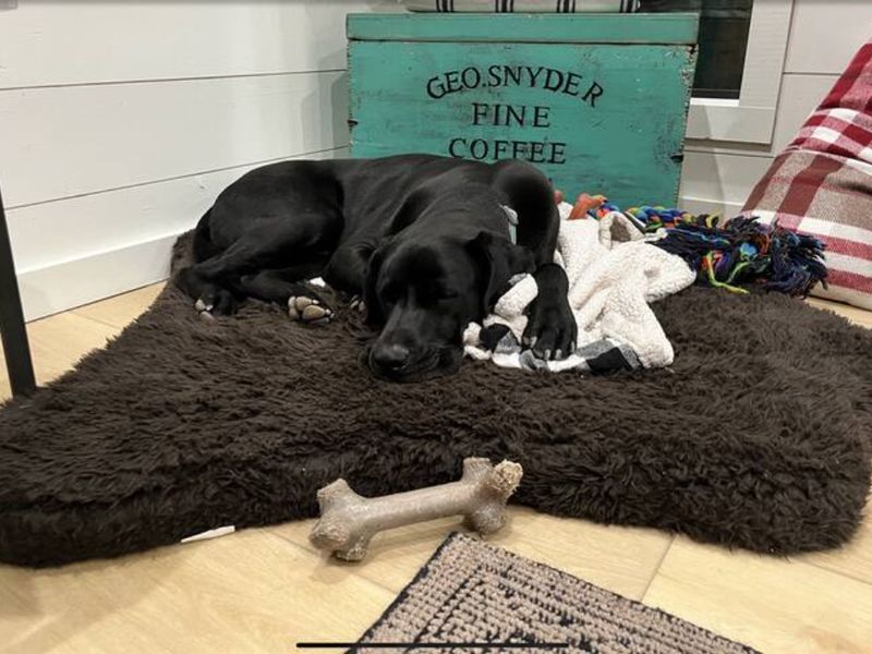 Treat your furry friend to a special stay with complimentary dog treats.