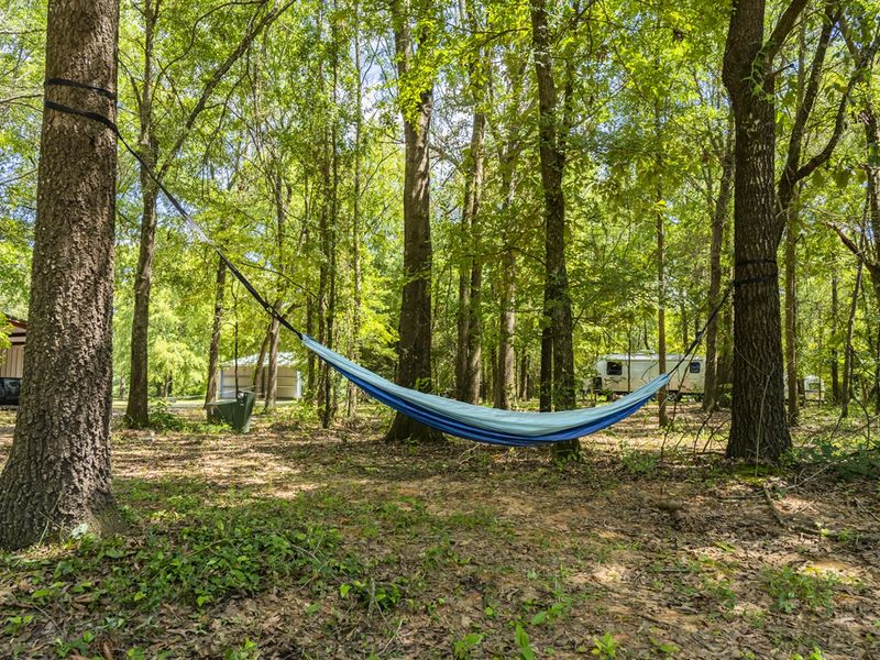 Hammock set between trees in a serene forest setting, ideal for relaxation and enjoying nature