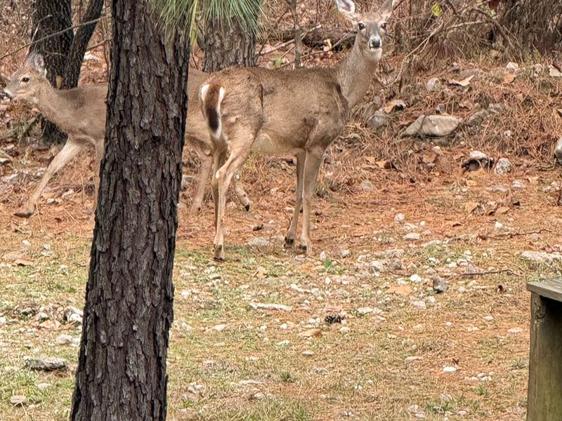 Peek out the kitchen window and your eyes just might meet with a curious deer passing by.
