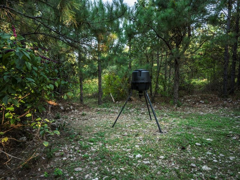 Keep an eye out — deer and forest wildlife often wander through the trees nearby