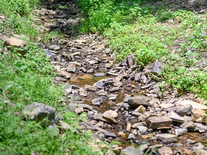 Woodland Serenity: Hear the gentle stream and whispering trees—your private nature escape awaits