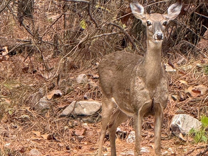 Morning visitors at our Cabin — the local deer love to stop by and say hello