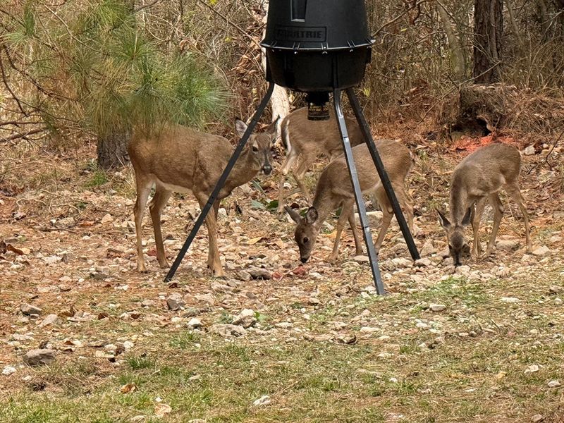 A little woodland gathering at the feeder — one of the peaceful perks of staying at our place
