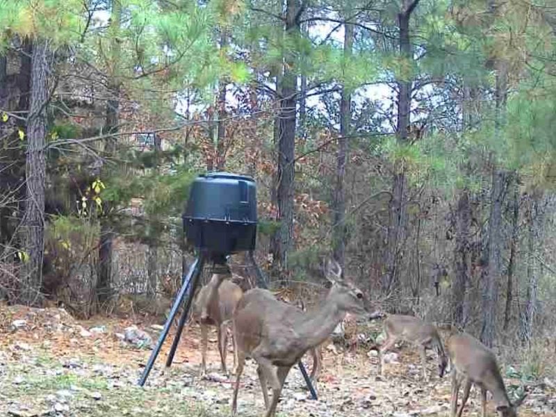 Enjoy up-close wildlife views at our cabin — watch peaceful deer gather at the feeder right from the deck