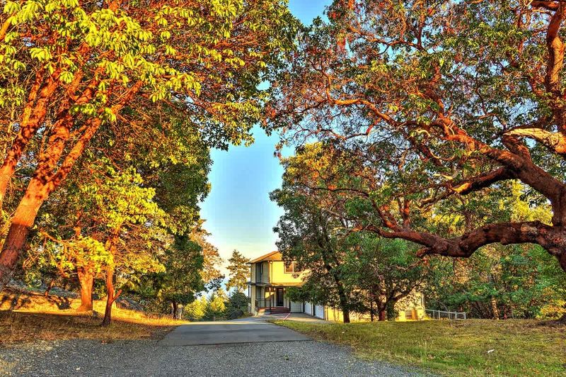 The Arbutus tree forest surrounding the house. 