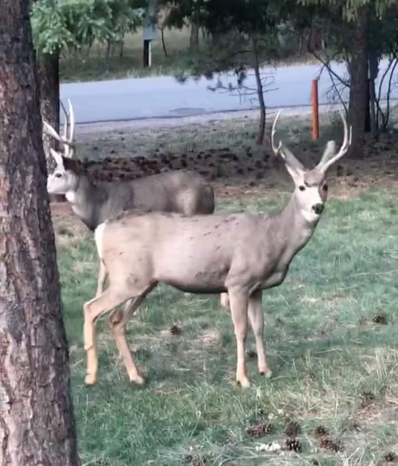 463e4b42 5a2a 4988 be74 898e2d3fee32 homerunner