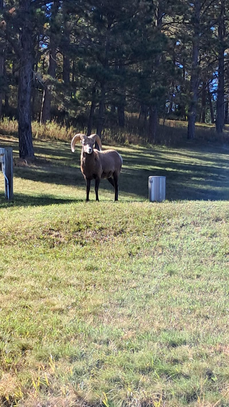 85182e00 bb13 492f a311 66f9c0d1cf9e homerunner