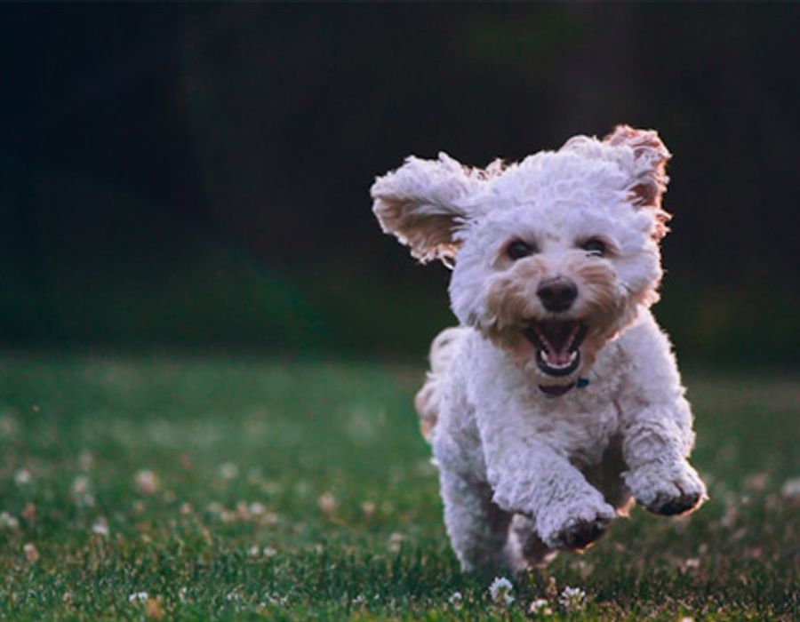 Dog-friendly
