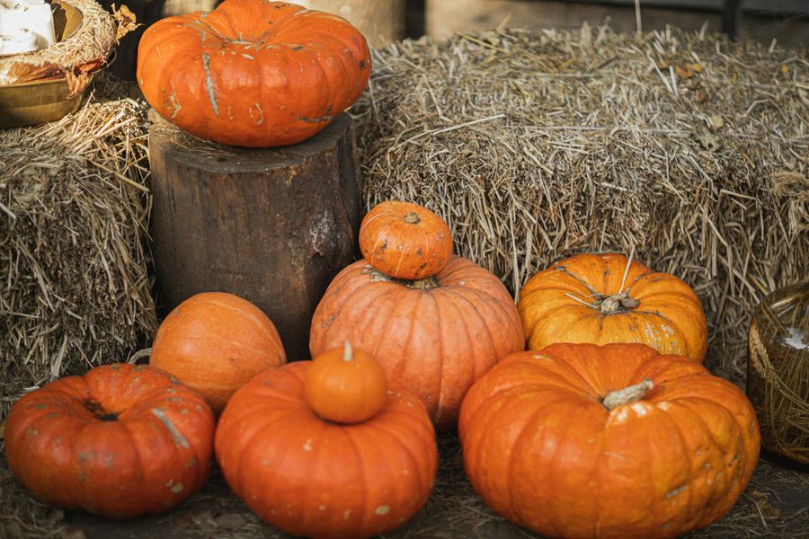 pumpkin picking devon