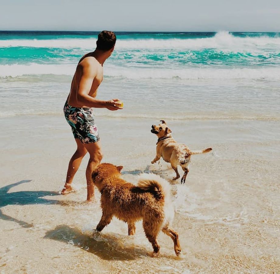 Man with two dogs on a beach